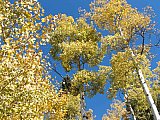 Aspens in Fall