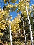 Aspens in Fall