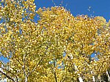 Aspens in Fall