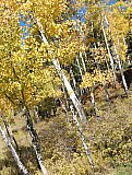 Aspens in Fall