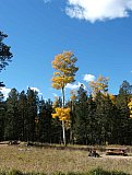 Aspens in Fall