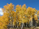 Aspens in Fall
