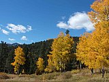 Aspens in Fall
