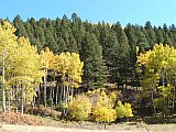 Aspens in Fall