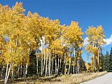 Aspens in Fall