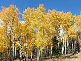 Aspens in Fall