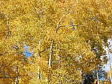Aspens in Fall