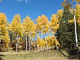 Aspens in Fall