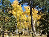Aspens in Fall