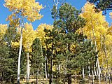 Aspens in Fall