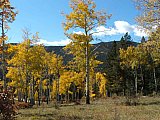 Aspens in Fall