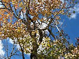 Aspens in Fall