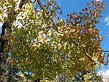 Aspens in Fall