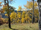 Aspens in Fall