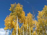 Aspens in Fall