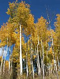 Aspens in Fall