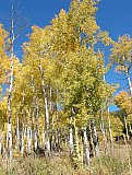 Aspens in Fall