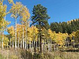 Aspens in Fall