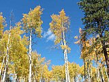 Aspens in Fall