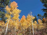 Aspens in Fall