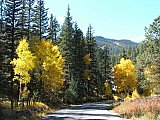 Aspens in Fall