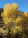 Aspens in Fall