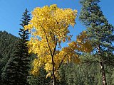 Aspens in Fall
