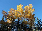 Aspens in Fall