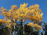 Aspens in Fall