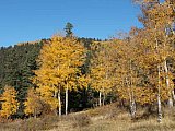 Aspens in Fall
