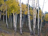 Aspens in Fall