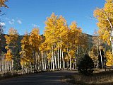 Aspens in Fall