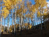 Aspens in Fall