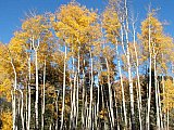 Aspens in Fall