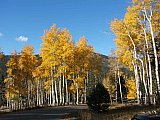 Aspens in Fall