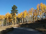 Aspens in Fall