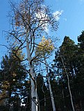 Aspens in Fall