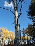 Aspens in Fall