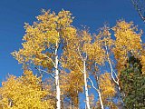 Aspens in Fall