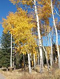 Aspens in Fall