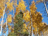 Aspens in Fall