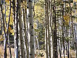 Aspens in Fall